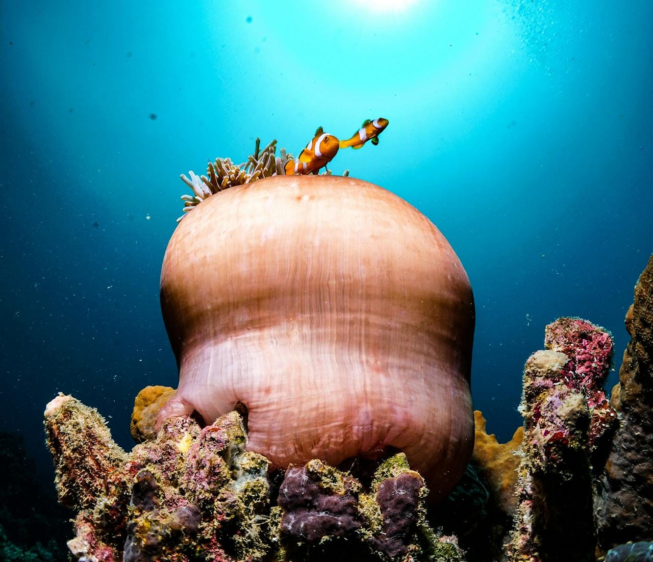 Two Clownfish Swimming over Sea Anemone